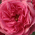Różowy  - Róże parkowe - Elmshorn®
